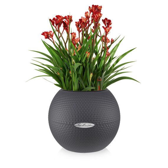 Lechuza Puro Color 20, All-in-One-Set schiefergrau