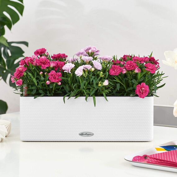 Lechuza Cube Color Triple (ehemals BALCONISSIMA) schiefergrau 13684 (Packung mit 2)