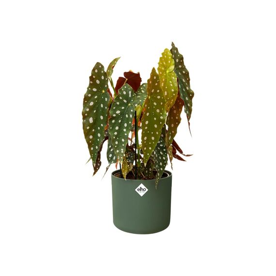 elho B.for Soft Rund 18 - Blumentopf für Innen - 100% recyceltes Plastik - Ø 18.3 x H 16.7 cm - Grün/Leaf Green