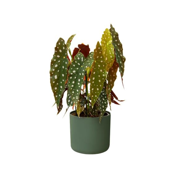 elho B.for Soft Rund 14 - Blumentopf für Innen - 100% recyceltes Plastik - Ø 13.8 x H 12.5 cm - Grün/Leaf Green