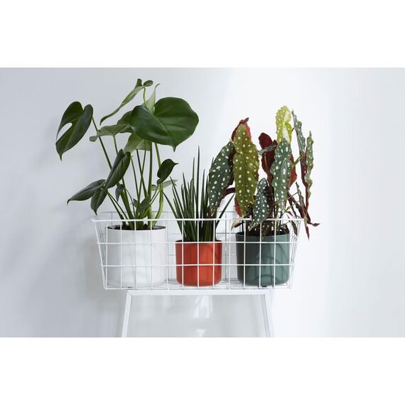 elho B.for Soft Rund 18 - Blumentopf für Innen - 100% recyceltes Plastik - Ø 18.3 x H 16.7 cm - Grün/Leaf Green