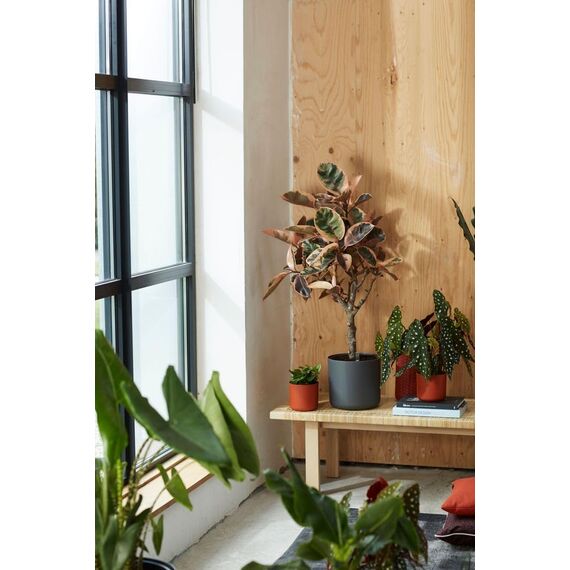 elho B.for Soft Rund 30 - Blumentopf für Innen - 100% recyceltem Plastik - Ø 29.5 x H 27.6 cm - Schwarz/Anthrazit