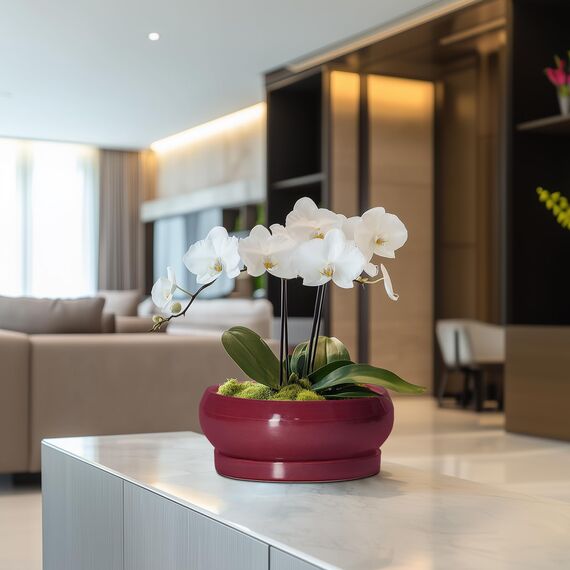 EPFamily Sukkulententententöpfe – 20,3 cm Bonsai-Töpfe für drinnen und draußen, Flacher Keramik-Pflanztopf mit Ablaufloch und Untersetzer, runde Blumen-Sukkulenten-Pflanzgefäße, Wohnungsdekoration