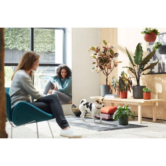 elho B.for Soft Rund 14 - Blumentopf für Innen - 100% recyceltes Plastik - Ø 13.8 x H 12.5 cm - Schwarz/Anthracite