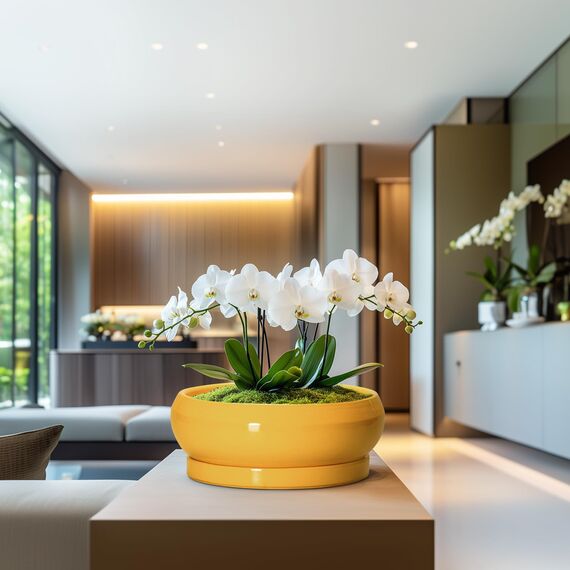 EPFamily Bonsai-Töpfe aus Keramik, 33 cm, große Sukkulententententöpfe mit Ablaufloch und Untersetzer, Bonsai-Pflanzgefäß für drinnen und draußen, runde Flache Schale, Pflanzgefäß