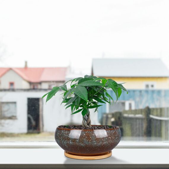 EPFamily Bonsai-Pflanztopf aus Keramik, glasiert, flach, Sukkulenten-Übertopf mit Ablaufloch und Untersetzer aus Bambus für Zimmerpflanzen, 20,3 cm, Braun