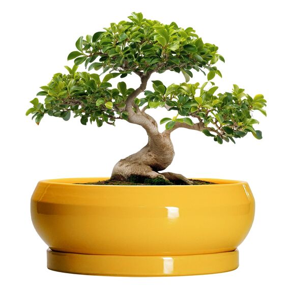 EPFamily Bonsai-Töpfe aus Keramik, 33 cm, große Sukkulententententöpfe mit Ablaufloch und Untersetzer, Bonsai-Pflanzgefäß für drinnen und draußen, runde Flache Schale, Pflanzgefäß