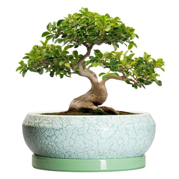 EPFamily Bonsaitöpfe aus Keramik, 30,5 cm, mit Ablauflöchern und Untersetzern, grün-weiß