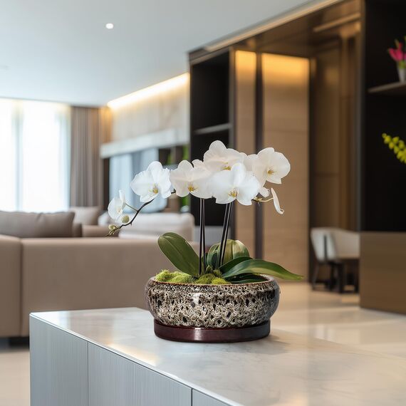 EPFamily Bonsai-Töpfe – 20,3 cm Keramiktöpfe für Pflanzen mit Ablaufloch und Untersetzer, runder Sukkulentententopf, Bonsai-Pflanzgefäße für drinnen und draußen, Flache Pflanzschale