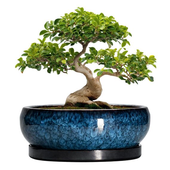 EPFamily Bonsaitöpfe aus Keramik, 30,5 cm, mit Ablauflöchern und Untersetzern, Blau