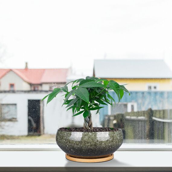 EPFamily Bonsai-Pflanztopf aus Keramik, glasiert, flach, Sukkulenten-Übertopf mit Ablaufloch und Untersetzer aus Bambus für Zimmerpflanzen, 20,3 cm, Grün
