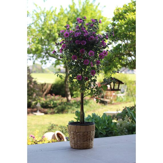 Decorasian Blumentopf rund geflochten aus Seegras mit stabilem Kunststoffeinsatz zum bepflanzen - Pflanztopf - 20cm