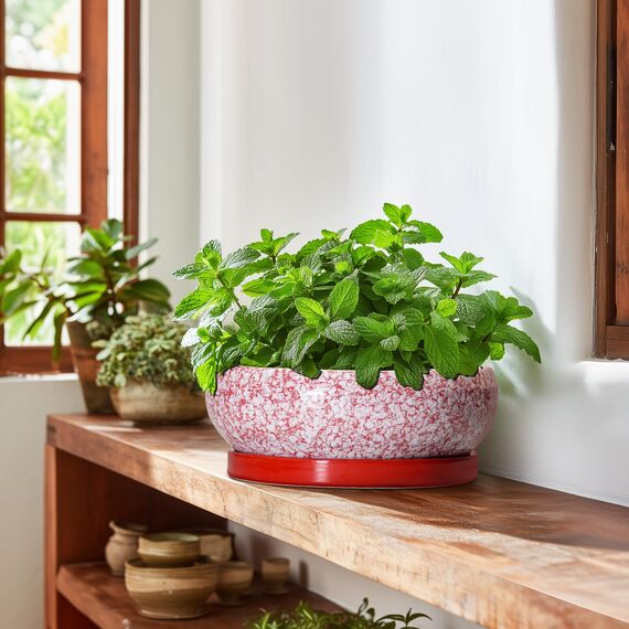 EPFamily Bonsai-Töpfe aus Keramik, 25,4 cm, mit Ablauflöchern und Untersetzern, Rot