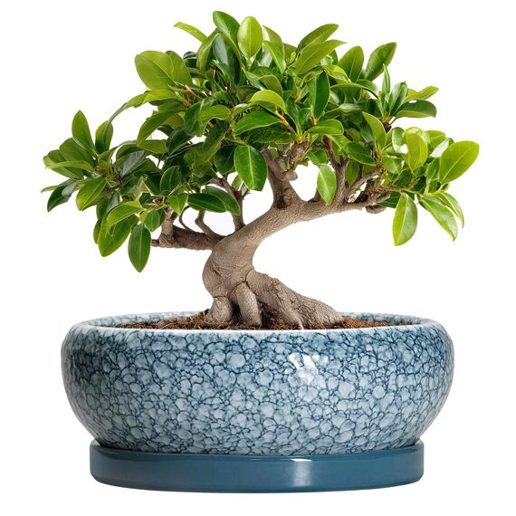 EPFamily Bonsai-Töpfe aus Keramik, 25,4 cm, mit Drainagelöchern und Untersetzern, Skala, Blau-Grau