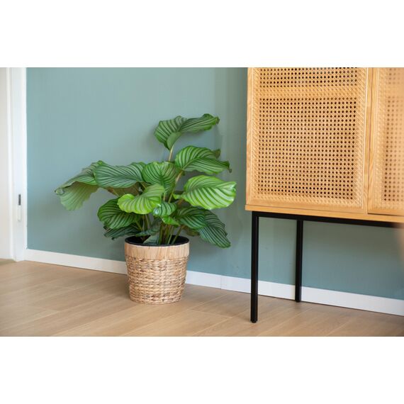 Decorasian 2er Set Blumentopf rund geflochten aus Seegras mit Kunststoffeinsatz zum bepflanzen - Pflanztopf - 20cm + 26cm