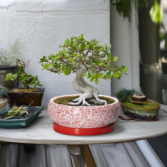 EPFamily Bonsai-Töpfe aus Keramik, 25,4 cm, mit Ablauflöchern und Untersetzern, Rot