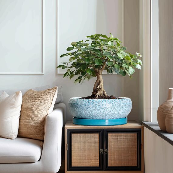 EPFamily Bonsaitöpfe aus Keramik, 30,5 cm, mit Ablauflöchern und Untersetzern, blau-weiß