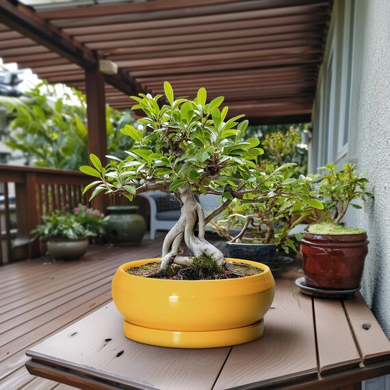 EPFamily Bonsai-Töpfe aus Keramik, 33 cm, große Sukkulententententöpfe mit Ablaufloch und Untersetzer, Bonsai-Pflanzgefäß für drinnen und draußen, runde Flache Schale, Pflanzgefäß