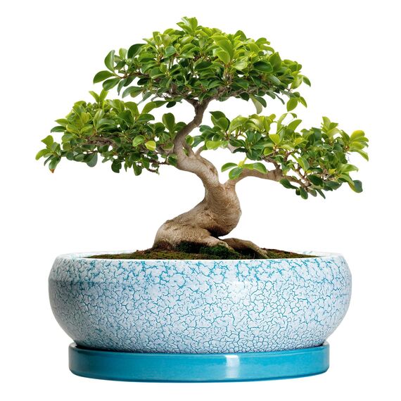 EPFamily Bonsaitöpfe aus Keramik, 30,5 cm, mit Ablauflöchern und Untersetzern, blau-weiß