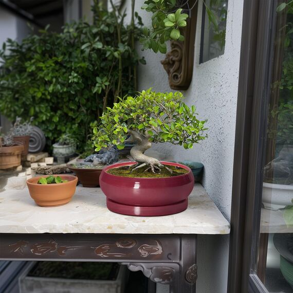 EPFamily Sukkulententententöpfe – 20,3 cm Bonsai-Töpfe für drinnen und draußen, Flacher Keramik-Pflanztopf mit Ablaufloch und Untersetzer, runde Blumen-Sukkulenten-Pflanzgefäße, Wohnungsdekoration