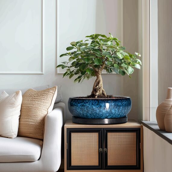 EPFamily Bonsaitöpfe aus Keramik, 30,5 cm, mit Ablauflöchern und Untersetzern, Blau