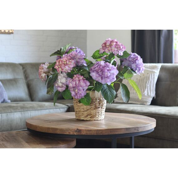 Decorasian 2er Set Blumentopf rund geflochten aus Seegras mit Kunststoffeinsatz zum bepflanzen - Pflanztopf - 2 Stück 20cm