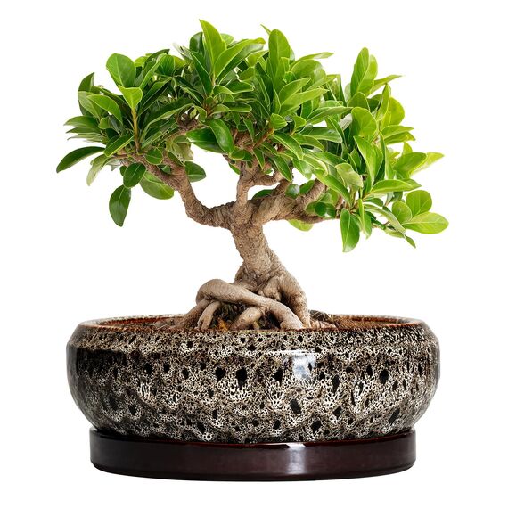 EPFamily Bonsai-Töpfe – 20,3 cm Keramiktöpfe für Pflanzen mit Ablaufloch und Untersetzer, runder Sukkulentententopf, Bonsai-Pflanzgefäße für drinnen und draußen, Flache Pflanzschale
