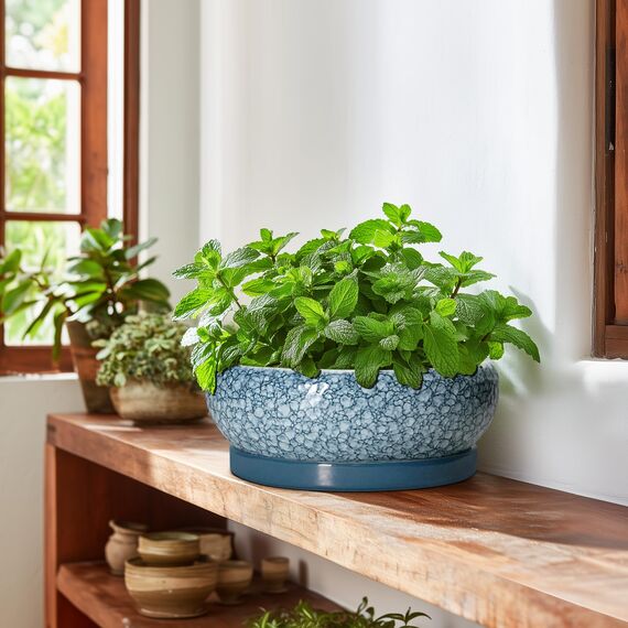 EPFamily Bonsai-Töpfe aus Keramik, 25,4 cm, mit Drainagelöchern und Untersetzern, Skala, Blau-Grau