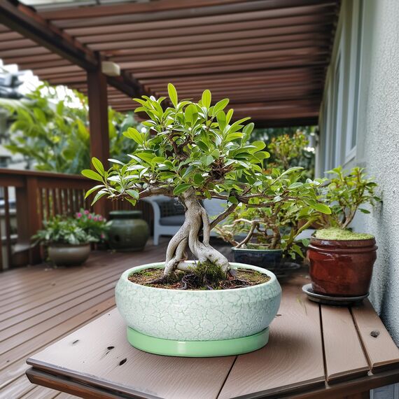 EPFamily Bonsaitöpfe aus Keramik, 30,5 cm, mit Ablauflöchern und Untersetzern, grün-weiß