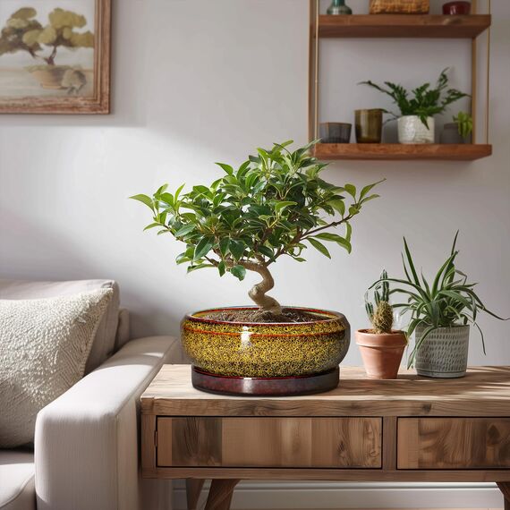 EPFamily Sukkulenten-Übertöpfe 20,3 cm – Bonsai-Töpfe aus Keramik mit Ablaufloch und Tablett, Flacher Blumentopf für drinnen und draußen, runde Sukkulentententöpfe, Pflanzschale, Veranda-Dekor