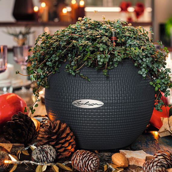 Lechuza Puro Color 20 schiefergrau 13364 (Packung mit 2)