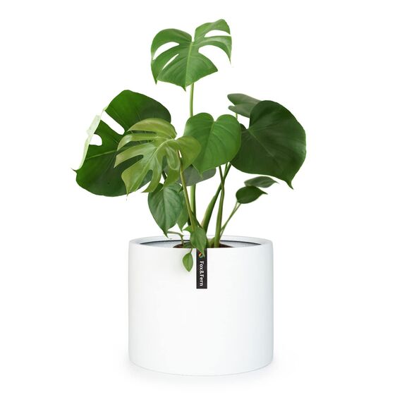 Fox&Fern Übertopf XXL - Blumentopf Gross inkl Wasserabfluss - Blumentopf hoch 42cm - Übertöpfe für Zimmerpflanzen - 46cm Durchmesser - Pflanzentöpfe groß - Plant Pot - mattweiß
