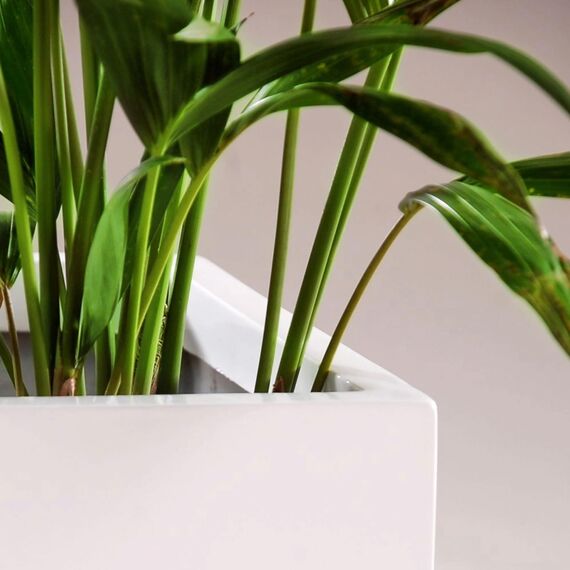 VIVANNO Pflanzkübel Fiberglas Block Frostsicher - 60x60x60 cm - Weiß Matt - Blumenkübel Quadratisch für Draußen und Drinnen