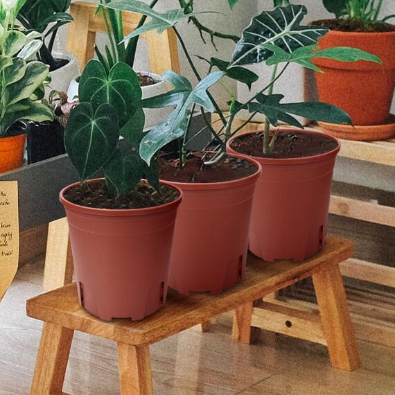 Muzhira Blumentopf, 16.2cm 10er Atmungsaktiver Pflanzentopf aus Kunststoff für Innen- und Außenbereich, Bonsai-Pflanzen, Aloe, Kräuter, Orchideen und mehr - Rot