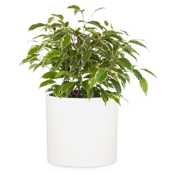 Fox & Fern Übertopf Groß – UV- & Frostbeständig, Pflanzentopf für Innen & Außen, Faserstein Übertöpfe mit Stopfen für Zimmerpflanzen