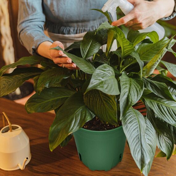 Muzhira Blumentopf, 20.9cm 5er Atmungsaktiver Pflanzentopf aus Kunststoff für Innen- und Außenbereich, Bonsai-Pflanzen, Aloe, Kräuter, Orchideen und mehr - Grün