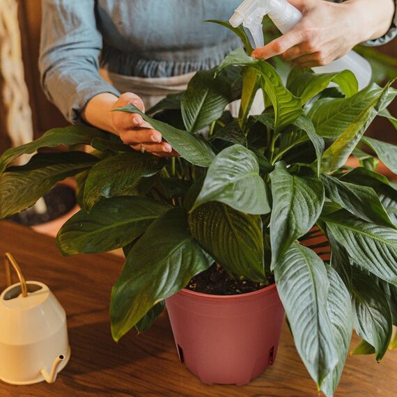 Muzhira Blumentopf, 20.9cm 5er Atmungsaktiver Pflanzentopf aus Kunststoff für Innen- und Außenbereich, Bonsai-Pflanzen, Aloe, Kräuter, Orchideen und mehr - Rot