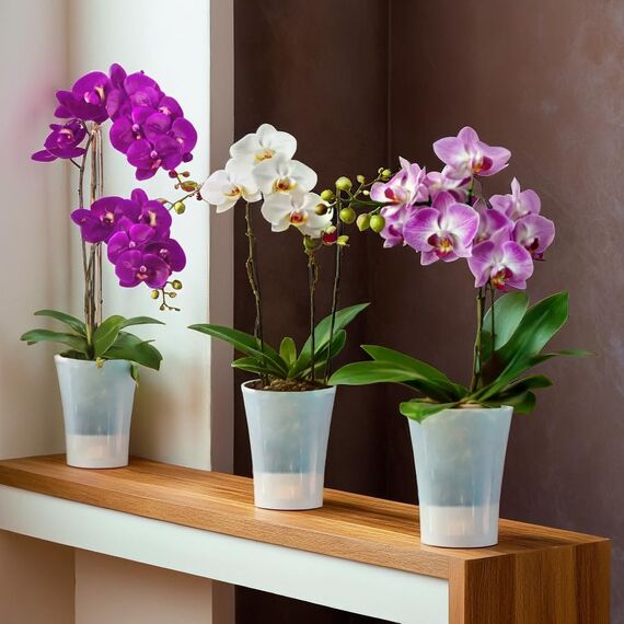 Santino 6er-Set Orchideentopf transparent mit selbstbewässerndem Dochtsystem - D 15 cm - Transparent - 2 L