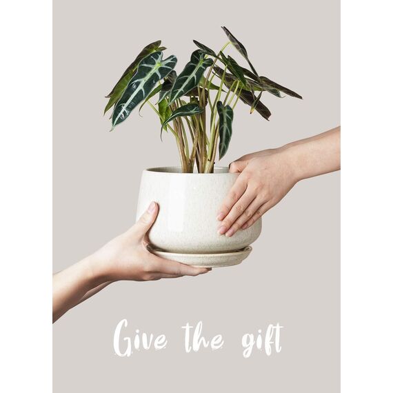 LE TAUCI Keramik Blumentöpfe mit Untersetzer, 10+13+16 cm Durchmesser Klein Blumentöpfe Set, 3er Set Übertöpfe für Zimmerpflanzen, Pflanztöpfe mit Abflussloch, Reaktive Glasur Beige