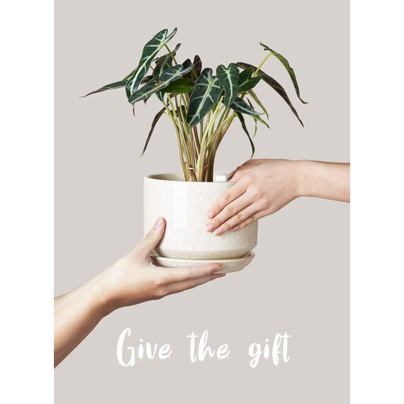 LE TAUCI 3er Pack Keramik Blumentöpfe, 11+13+17 cm Durchmesser Klein Übertöpfe Set, Blumentopf für Zimmerpflanzen mit Untersetzer und Abflussloch, Reaktive Glasur Beige