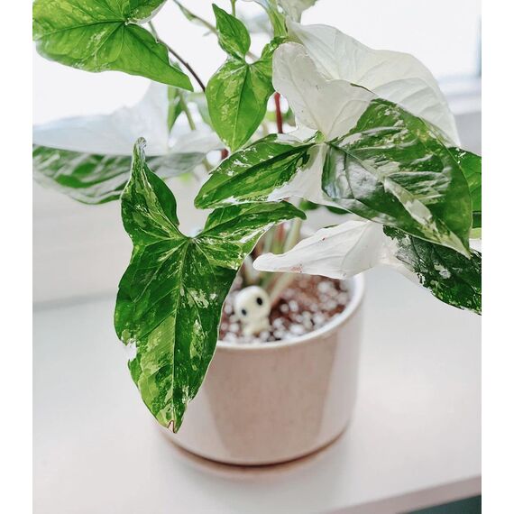 LE TAUCI 3er Pack Keramik Blumentöpfe, 11+13+17 cm Durchmesser Klein Übertöpfe Set, Blumentopf für Zimmerpflanzen mit Untersetzer und Abflussloch, Reaktive Glasur Beige