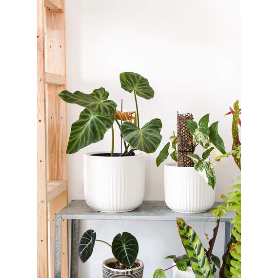 LE TAUCI 3er Set Blumentopf Keramik, 21+17+14 cm Durchmesser Ubertopf für Zimmerpflanzen, Plfanztopf mit Drainagelöchern, Mittelgroßer Zylinder Blumentopf, Mattweiß