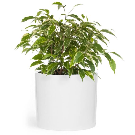 Fox&Fern Übertopf L - Blumentopf Gross inkl. Wasserabfluss - Blumentopf hoch 27cm - Übertöpfe für Zimmerpflanzen - 30cm Durchmesser - Pflanzentöpfe groß - Plant Pot - weiß
