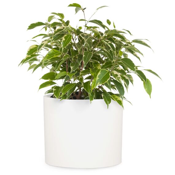 Fox & Fern Übertopf L - Blumentopf Gross inkl. Wasserabfluss - Blumentopf hoch 27cm - Übertöpfe für Zimmerpflanzen - 30cm Durchmesser - Pflanzentöpfe groß - Plant Pot - weiß matt