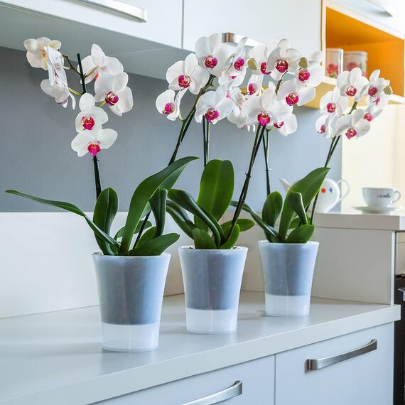 Santino 2er-Set Orchideentopf transparent mit selbstbewässerndem Dochtsystem - D 15 cm - Transparent - 2 L