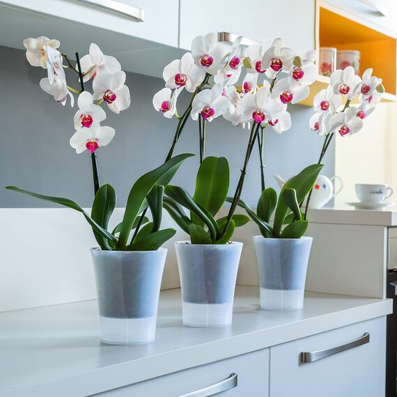 Santino 6er-Set Orchideentopf transparent mit selbstbewässerndem Dochtsystem - D 15 cm - Transparent - 2 L