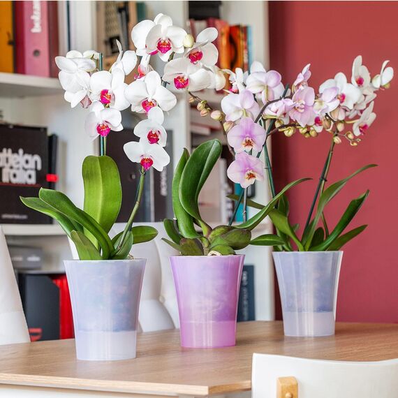 Santino 2er-Set Orchideentopf transparent mit selbstbewässerndem Dochtsystem - D 15 cm - Transparent - 2 L