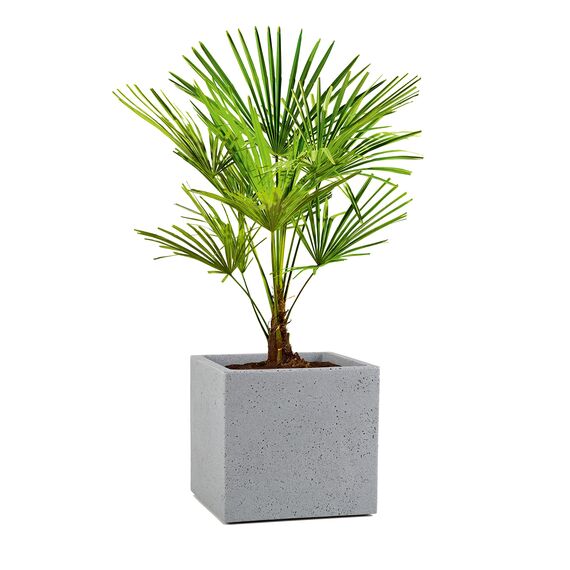 Scheurich C-Cube, Pflanzgefäß aus Kunststoff, Stony Grey, 30 cm lang, 30 cm breit, 28 cm hoch, 18 l Vol.