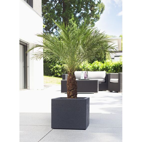 Pflanzenservice Übertöpfe Scheurich C-Cube 29 x 29 x 27 cm, Stony Black