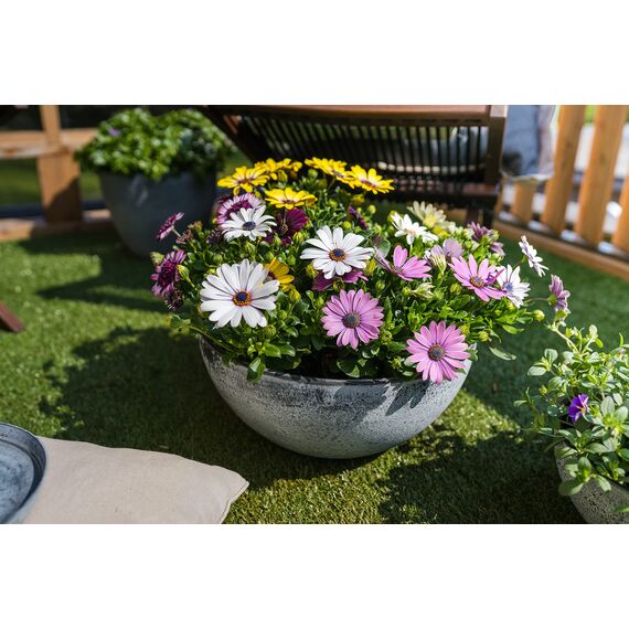 TS Pflanzschale, Cera-Mix Nova, frostbeständig und leichtgewichtig, concrete, 25x25x12 cm, 136459